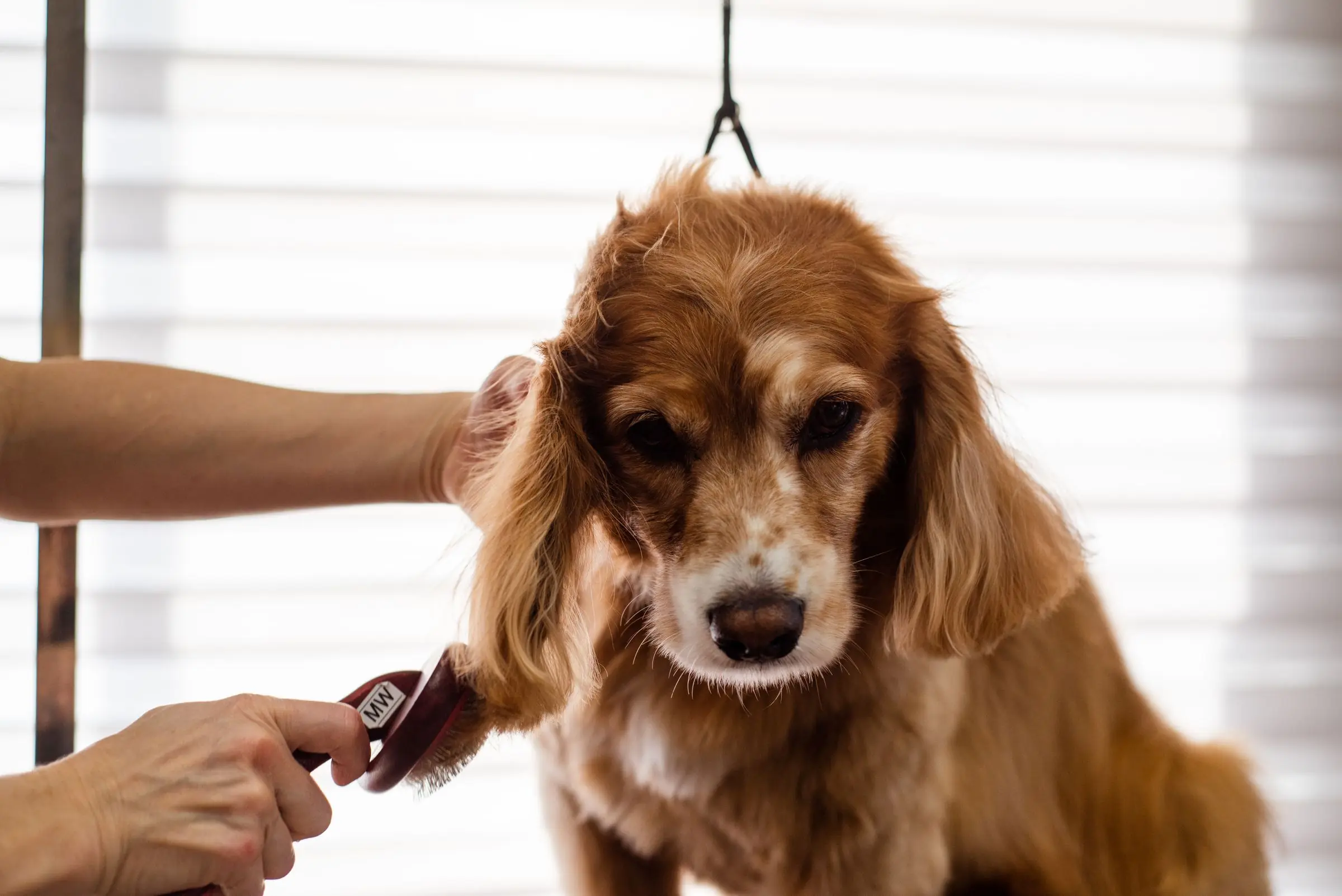 Un cocker roux sur la table de toilettage, une main tient son oreille, l'autre la tondeuse